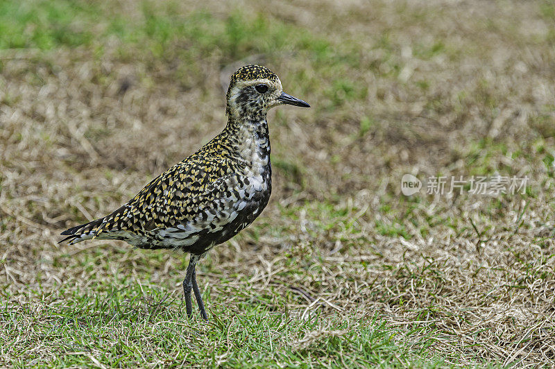 太平洋金鸻(Pluvialis fulva)是一种中型鸻。Papahānaumokuākea海洋国家纪念碑，中途岛，中途岛环礁，夏威夷群岛